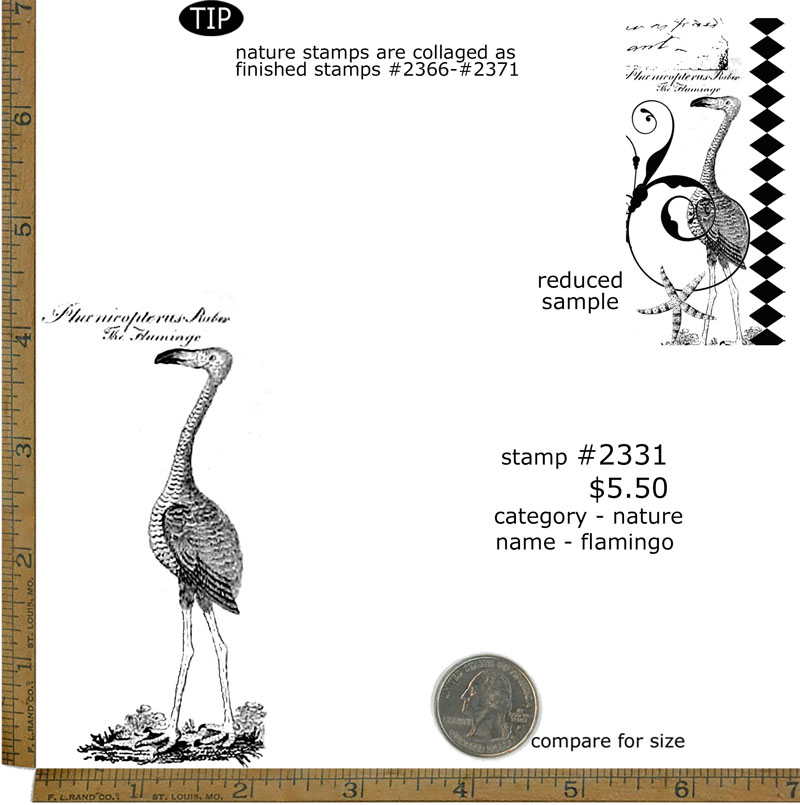 #2331 - Flamingo - Nature